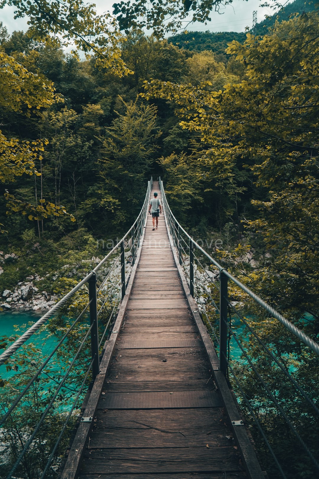 Forest Walk
