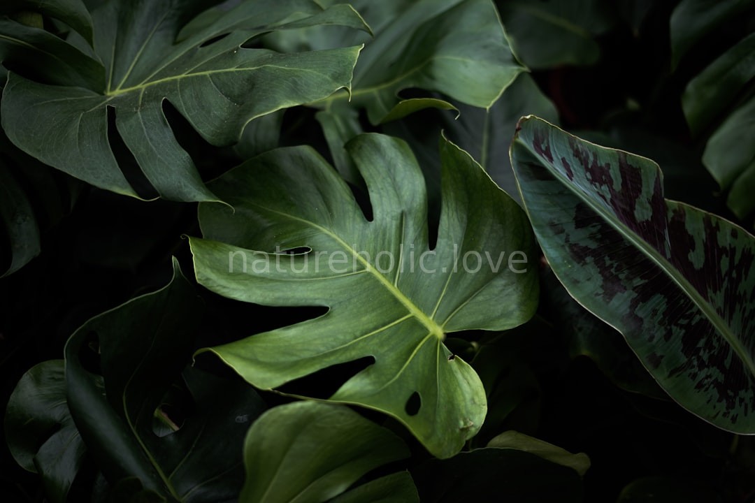 Indoor Plants
